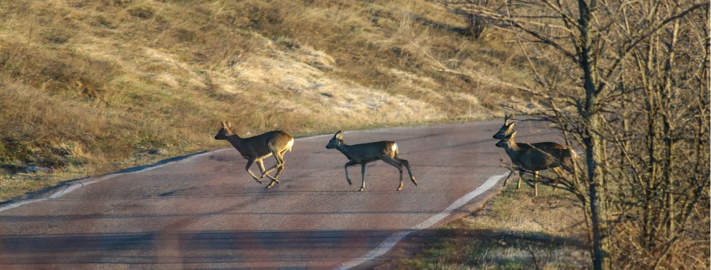 Que faire en cas d'accident avec un animal sauvage.