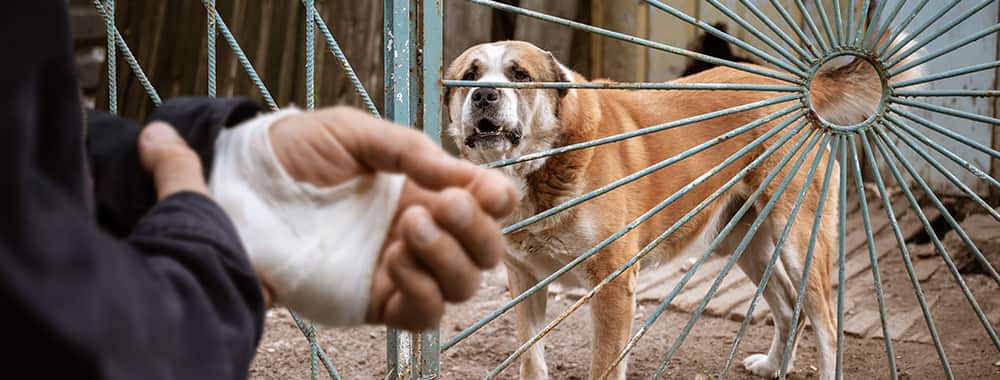 Homme mordu à la main par un chien
